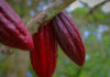 El cacao mantiene precio en cifras históricas, se ubica en US$10,804